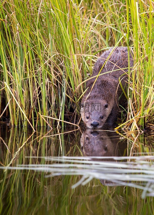 水獺,黃鼠狼,野生動物
