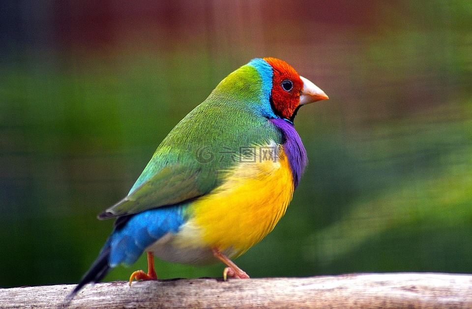 胡錦鳥,鳥,野生動物