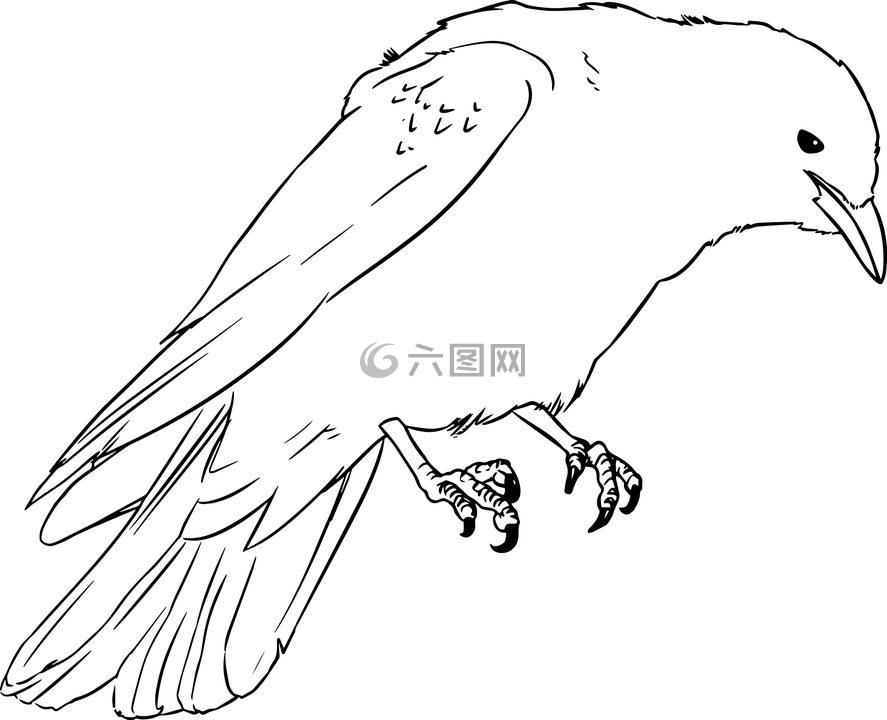 寒鸦,乌鸦,图