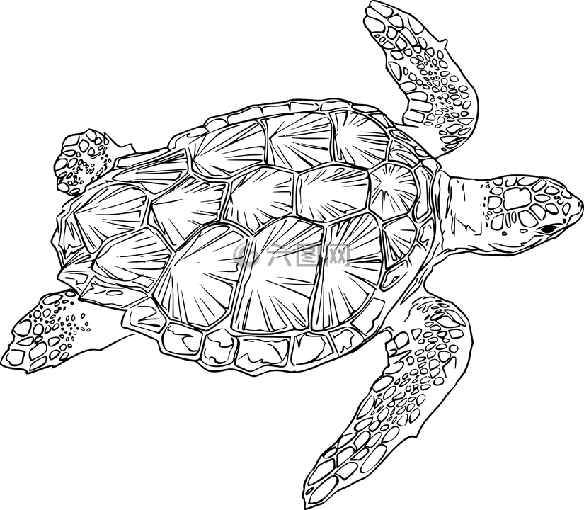 動(dòng)物,鼓舞人心的,海洋