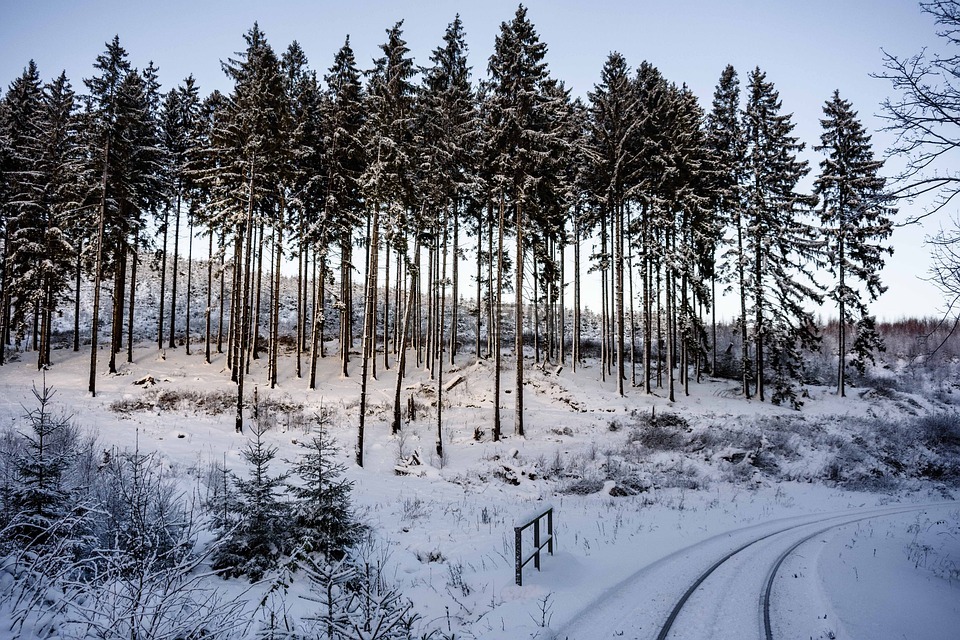 寒冬,樹脂,雪