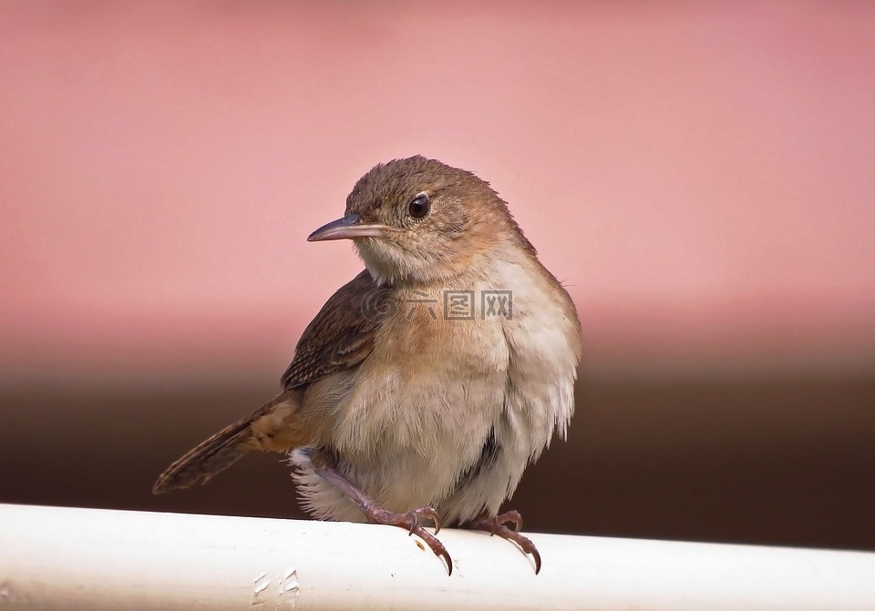 鳥,自然,動物