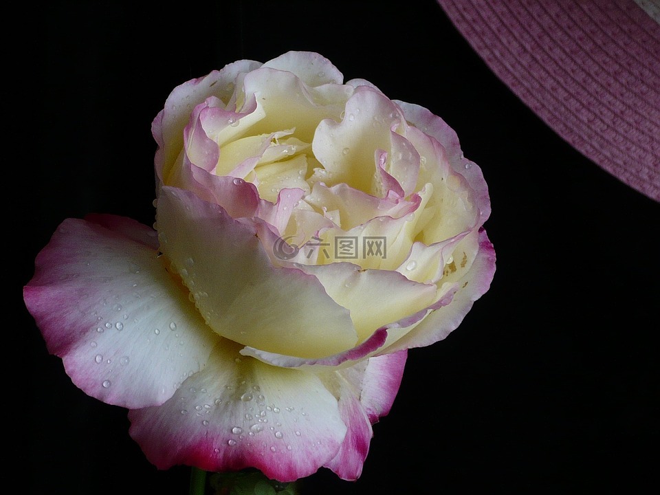 羅莎,花,黃色