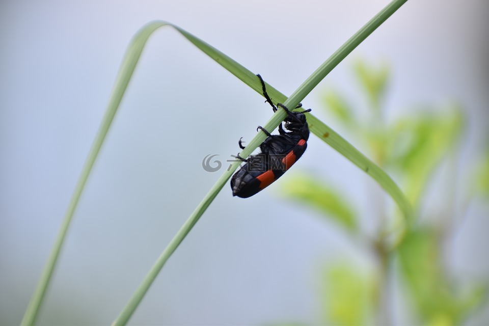 甲蟲，昆蟲,甲蟲,cleroidea