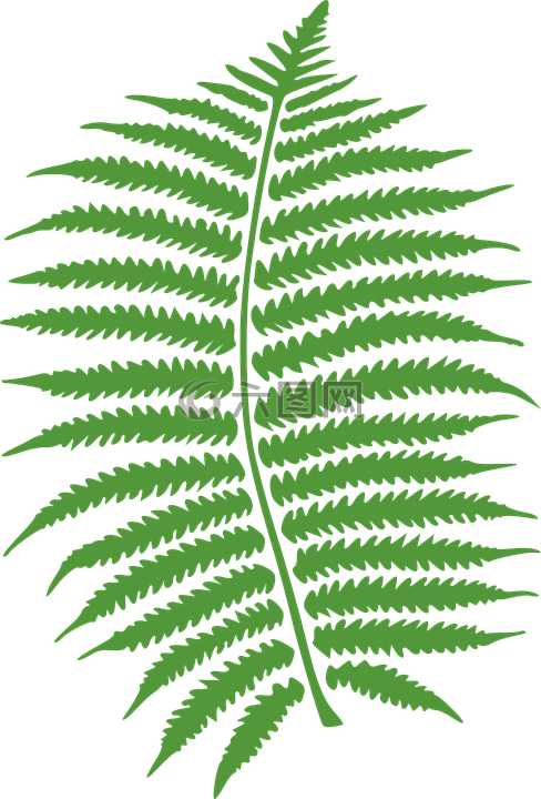 蕨类植物,叶,绿色