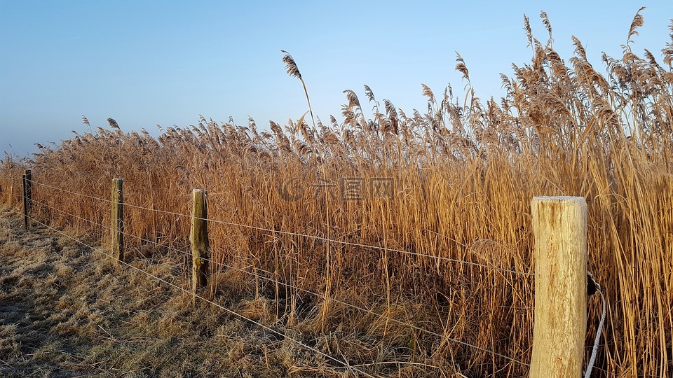 冬天,borkum,籬笆
