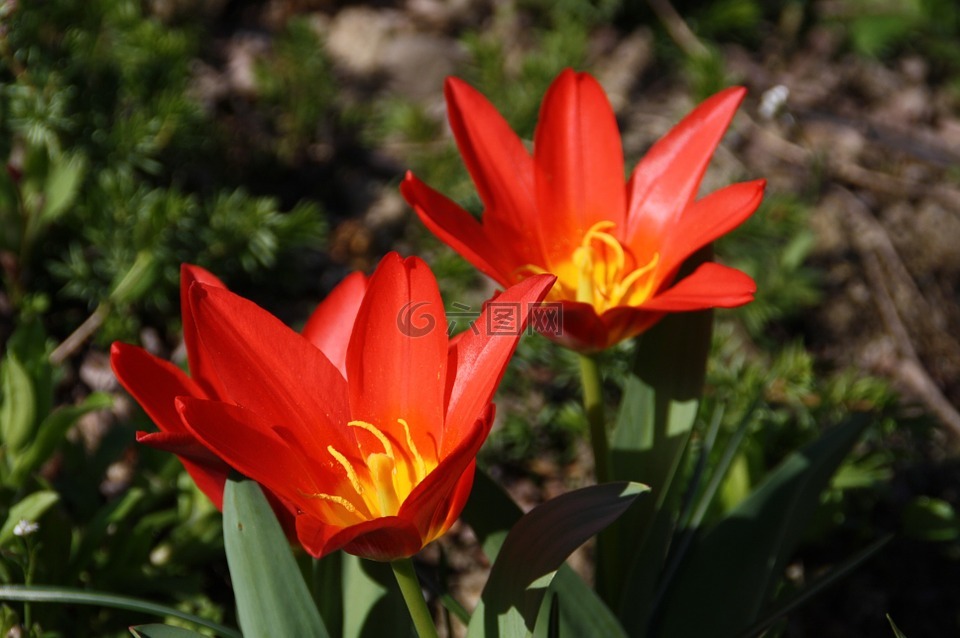 花,性質(zhì),盛開