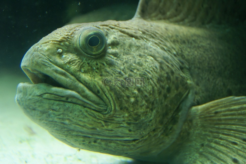 魚(yú),水下,海底世界