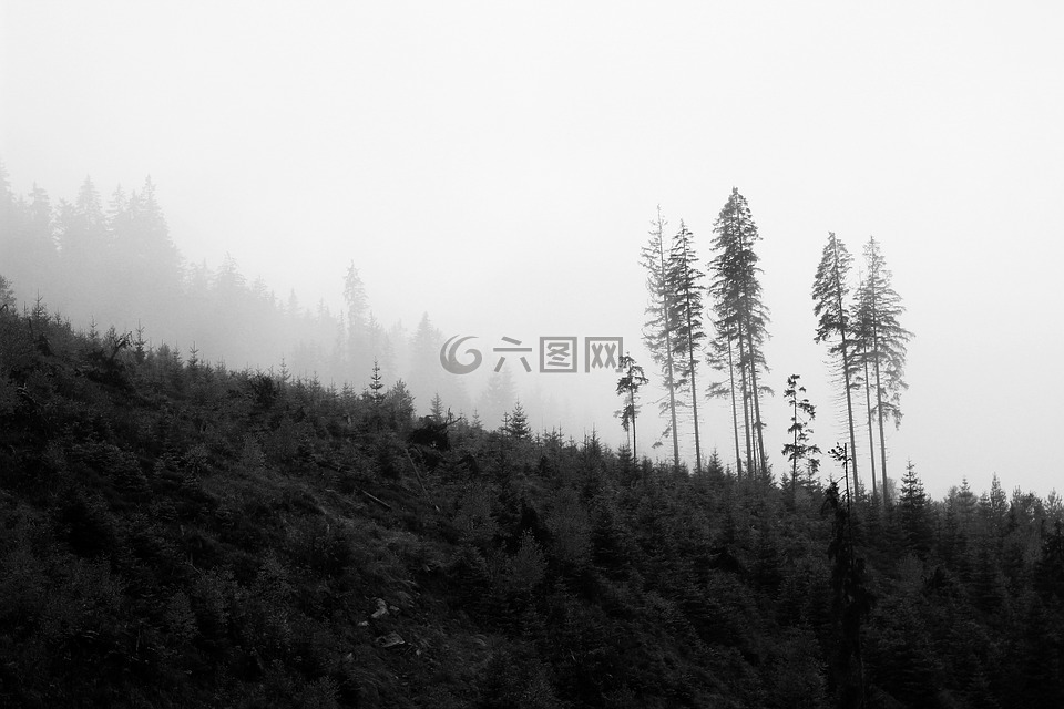 樹,黑色,白
