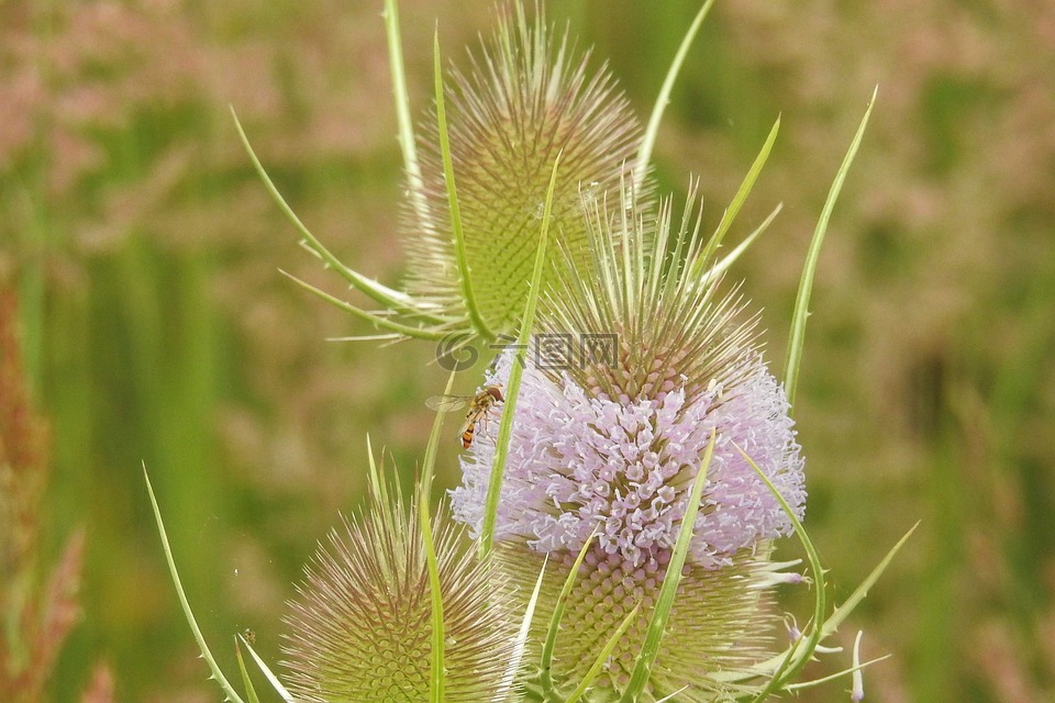 薊,外卡,開花