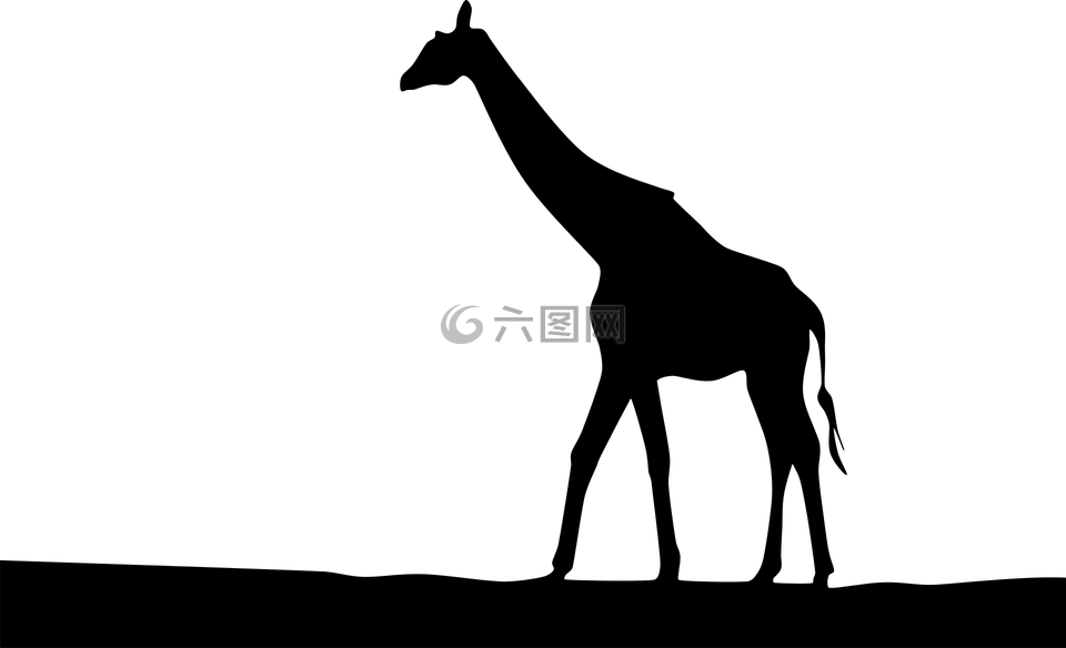 非洲,動(dòng)物,長頸鹿