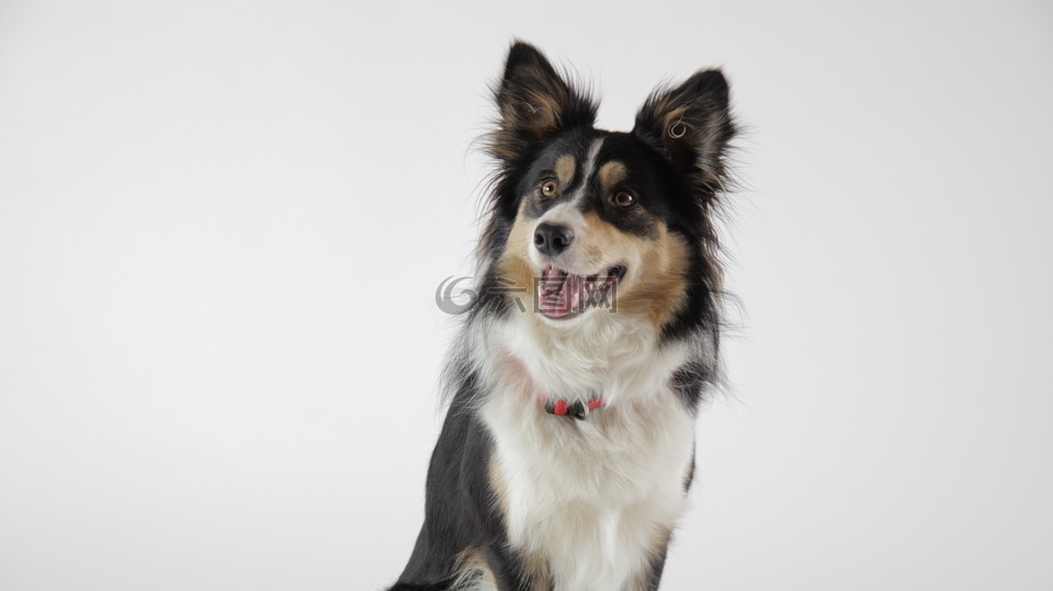 邊境牧羊犬,牧羊犬,婊子