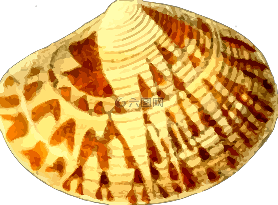動(dòng)物,海灘,海洋