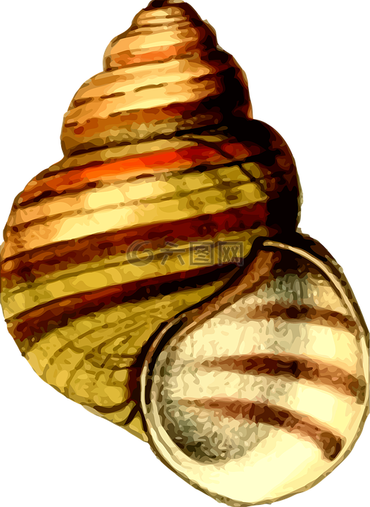 動(dòng)物,海灘,海洋