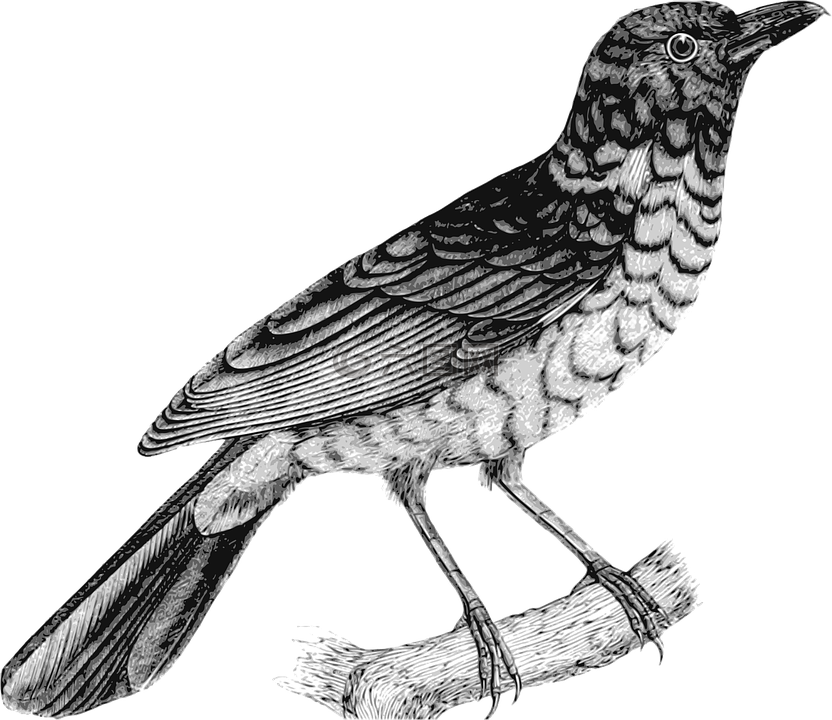 動(dòng)物,鳥,羽毛