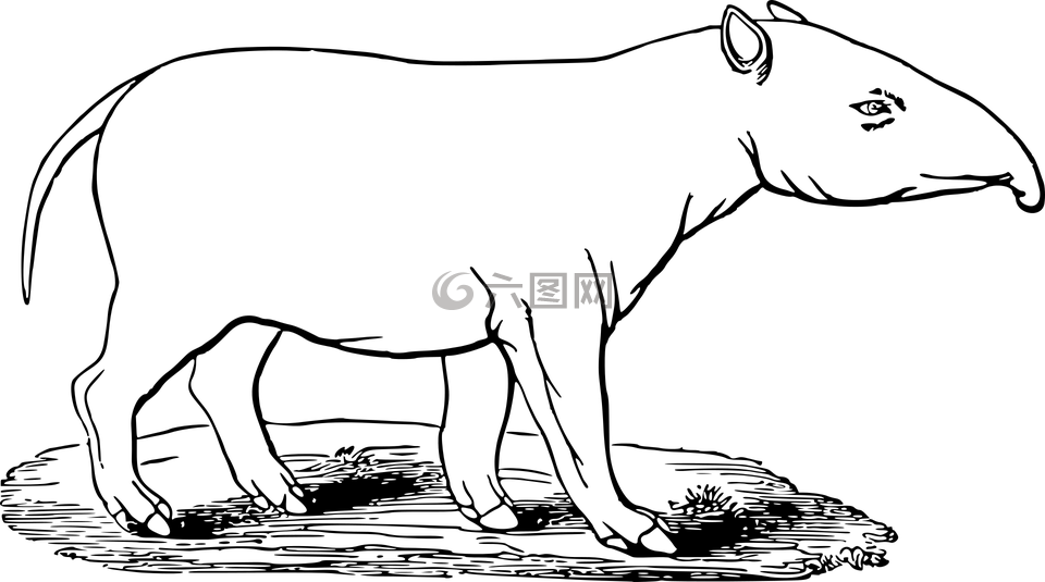 動物,滅絕,哺乳動物