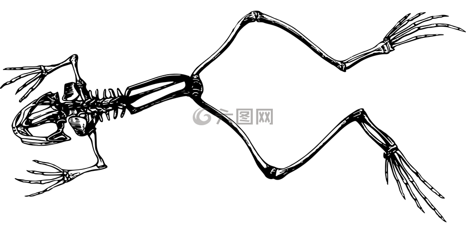 兩棲類,動物,骨