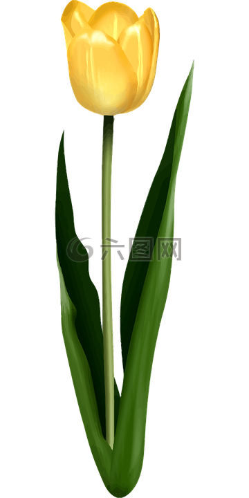 花的,花,葉