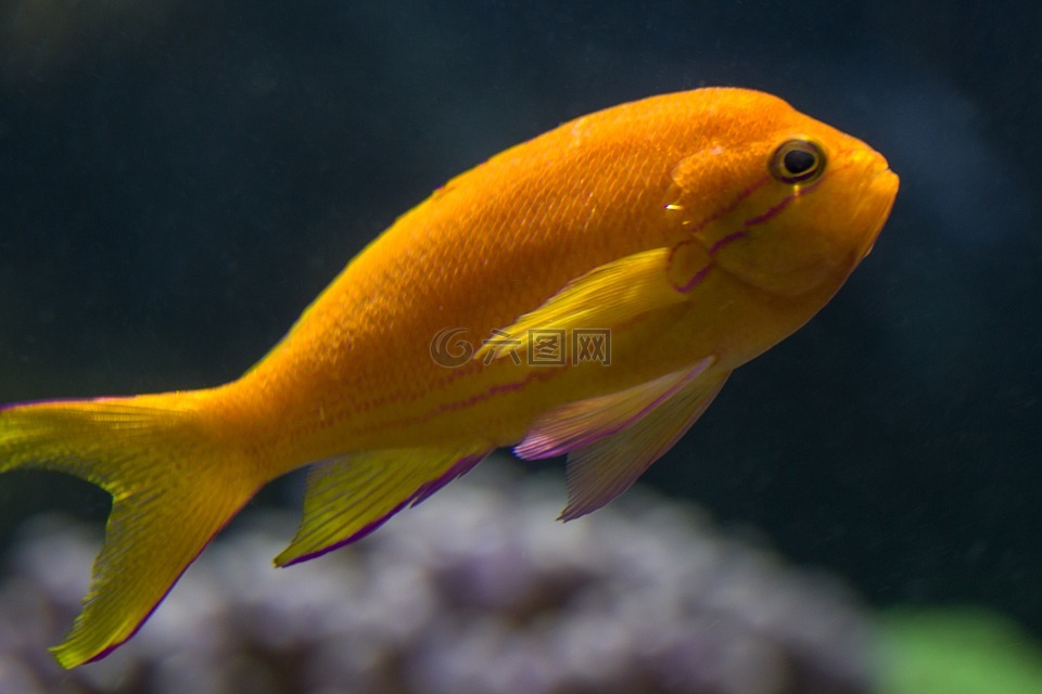 魚(yú),深海魚(yú),橙
