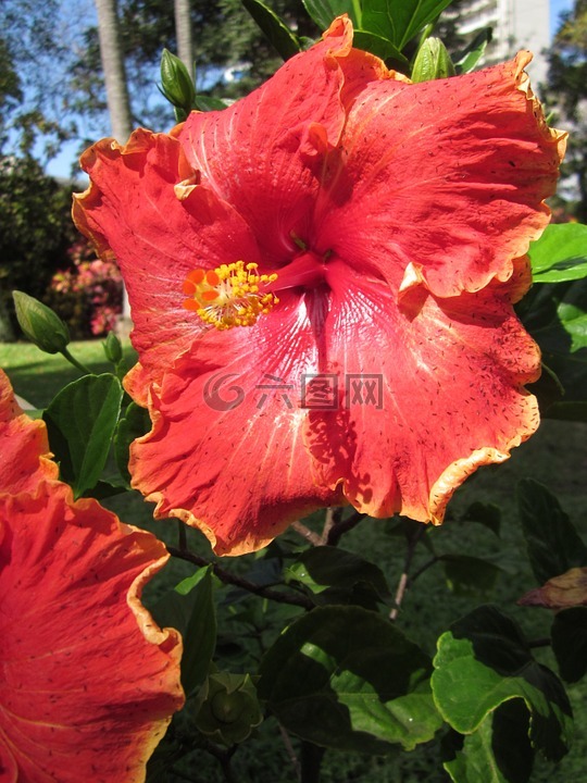 槿,花,紅色