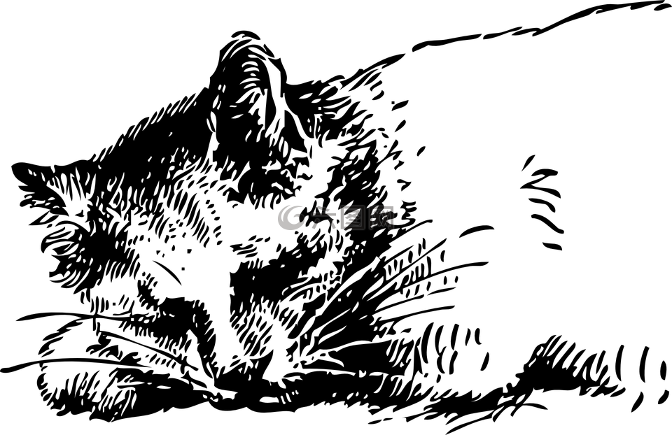 貓,睡眠,寵物