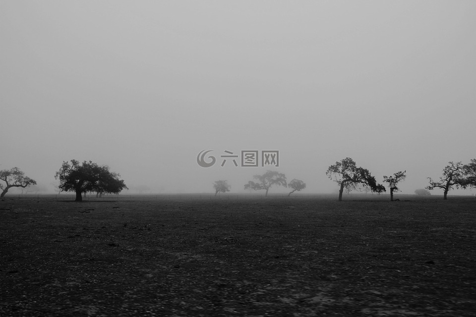 樹,霧,景觀