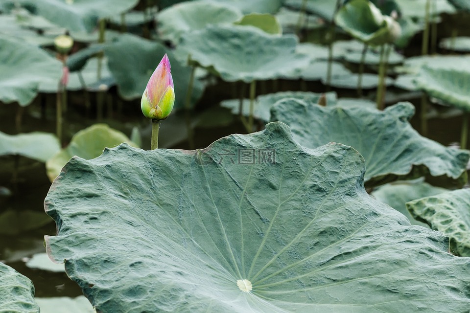 花,蓮花,芽