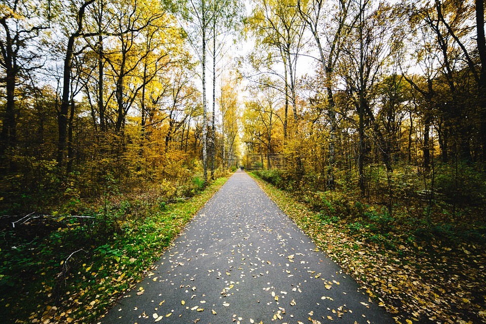走的路,樹,秋