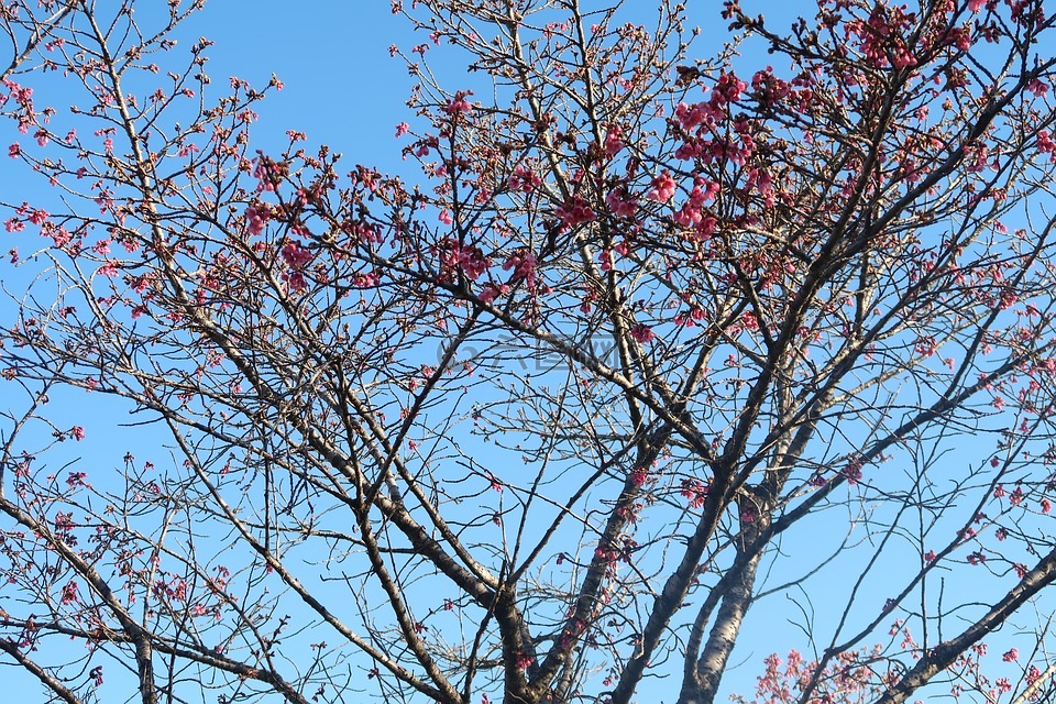 藍色的天空,樹,花玫瑰