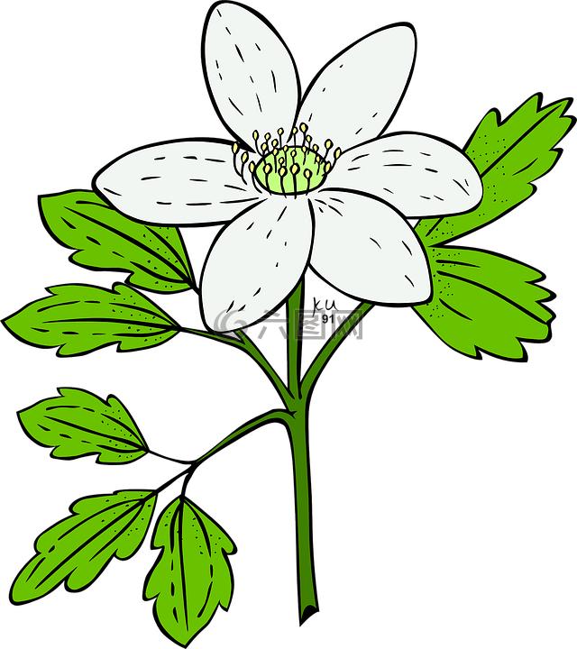 銀蓮花,植物,花