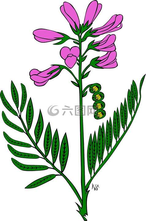 鮮花,紫色,花園