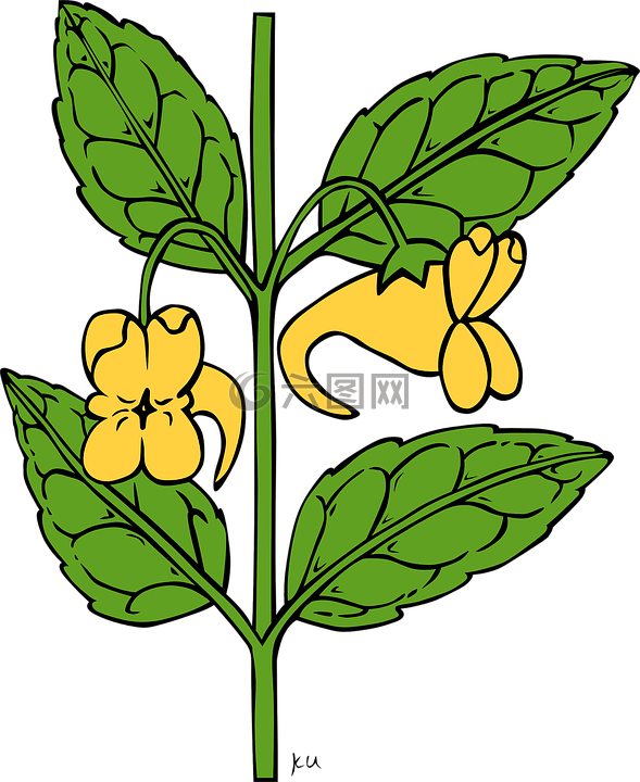 鳳仙,鮮花,黃色