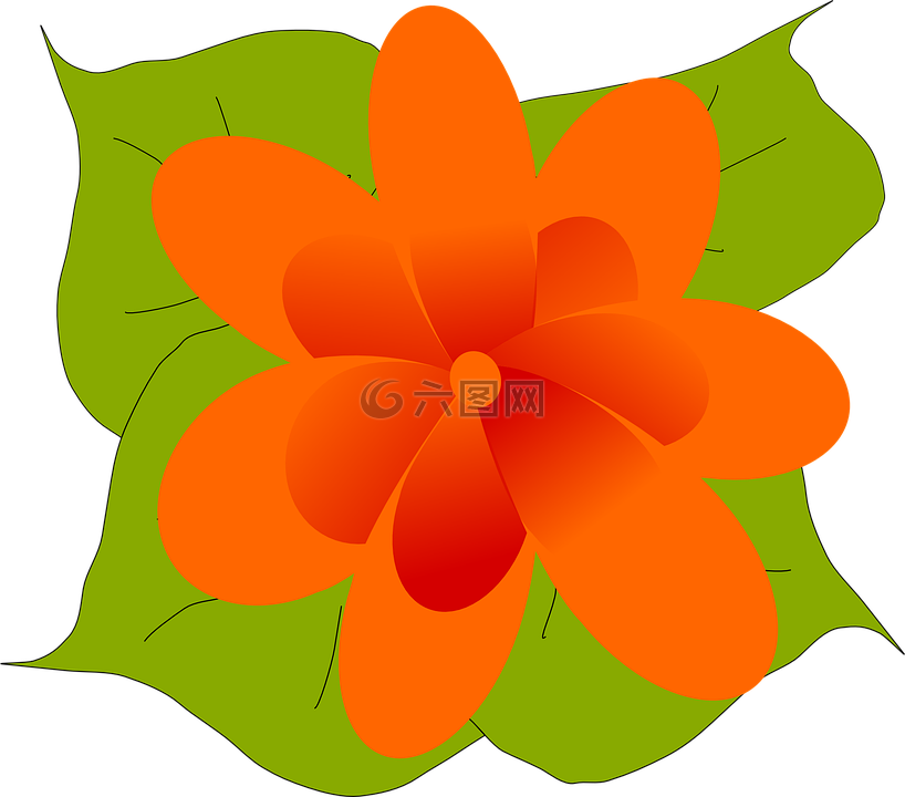橙色,花,盛开