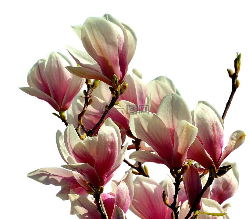 玉兰,树,鲜花