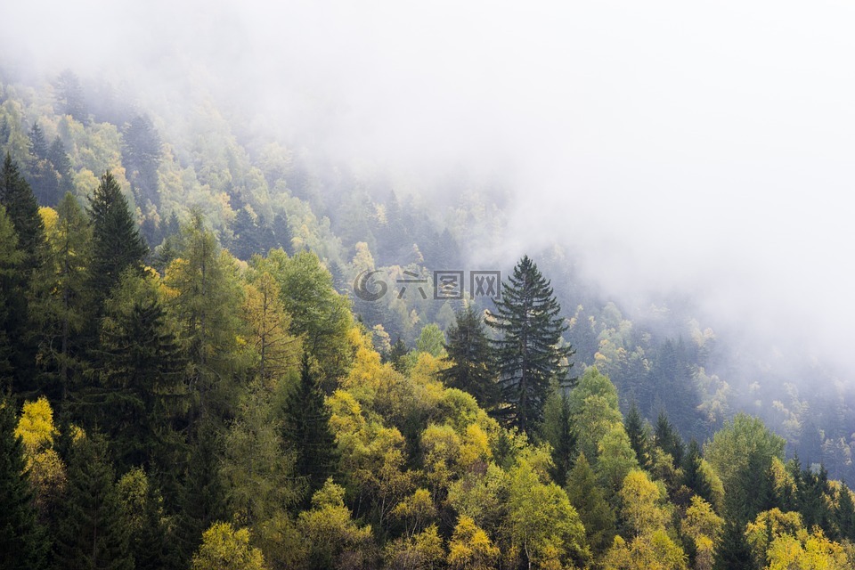 森林,景觀,伍茲