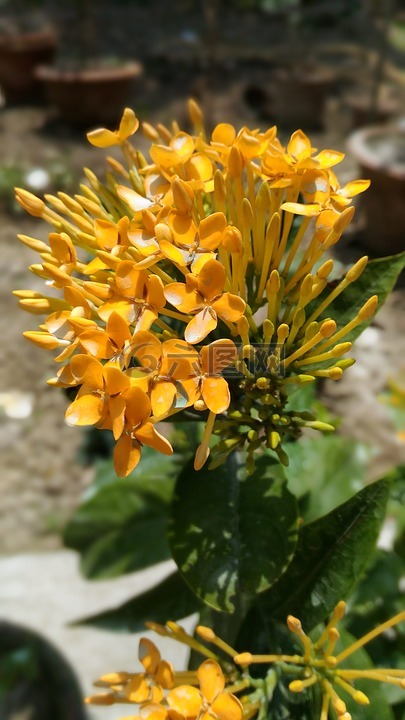 自然,鮮花