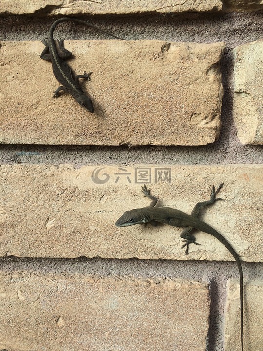 蜥蜴,砖墙,目睹