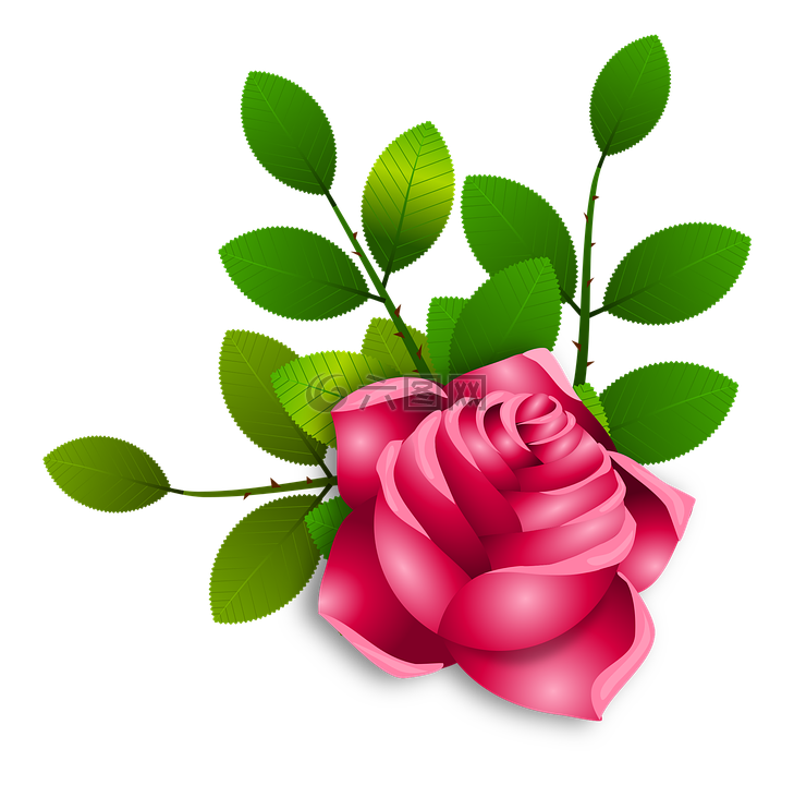 玫瑰,鮮花,花卉