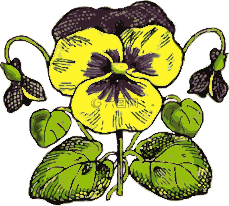 三色堇,花,植物
