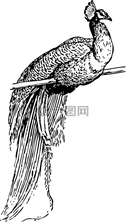 孔雀,鸟,坐