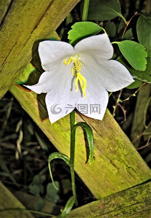 廠,桔梗,白花