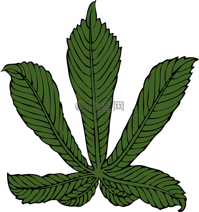 板栗,葉,美洲栗