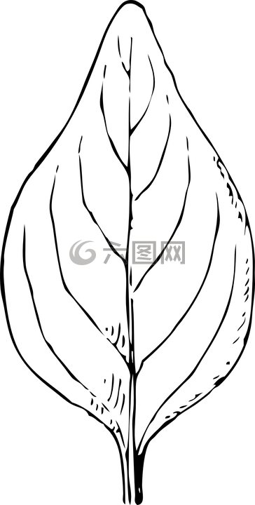 葉,黑色和白色,植物