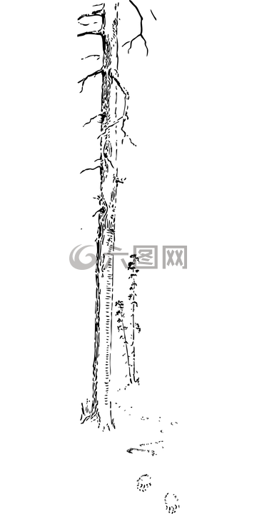 樹(shù),高大,伍茲
