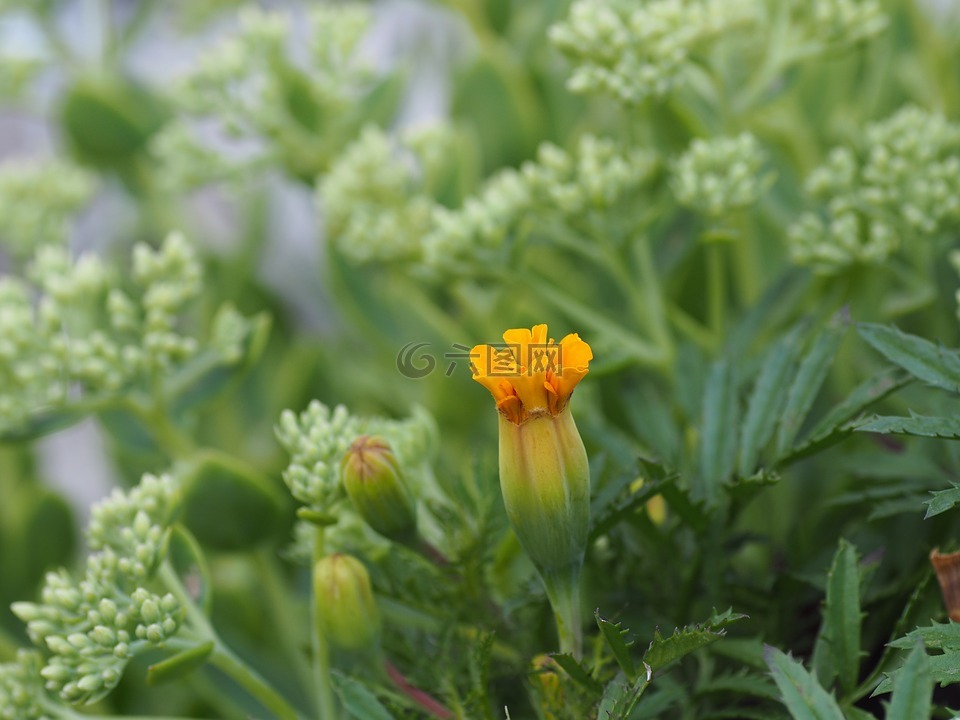 花,園林浪漫,性質(zhì)