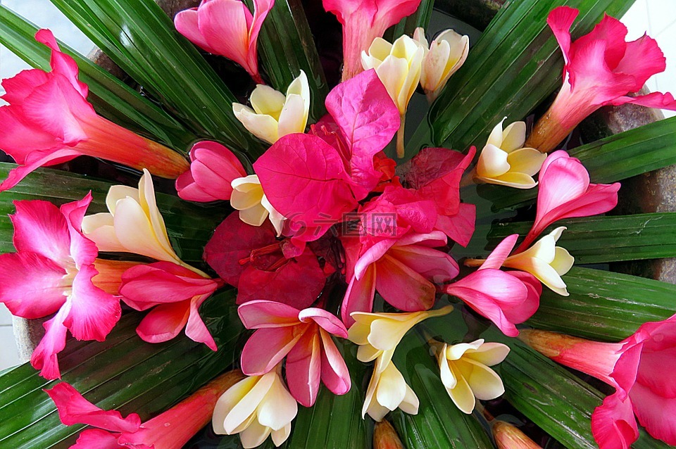 簕杜鹃,花,花束