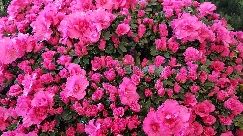 杜鵑花,粉紅色,杜鵑