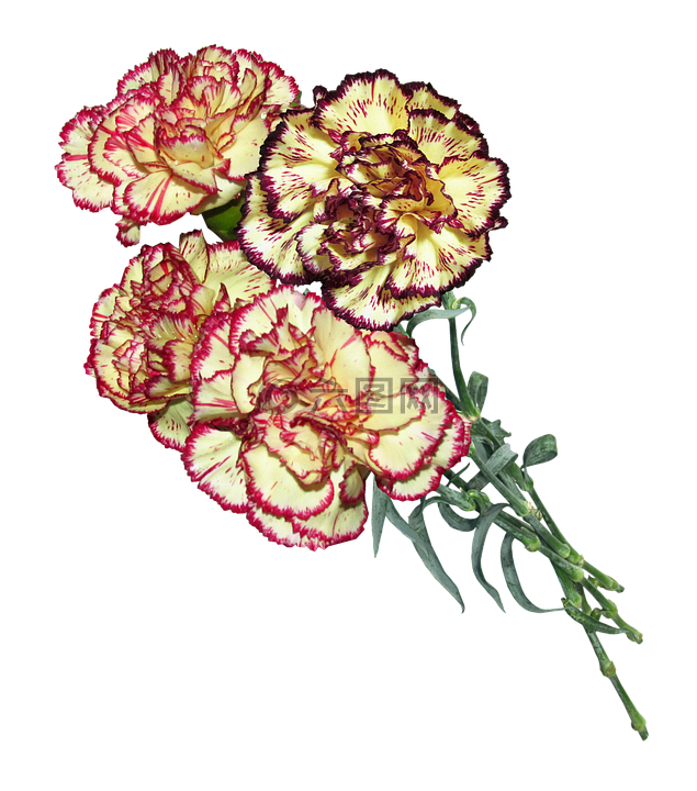 康乃馨,鮮花,切