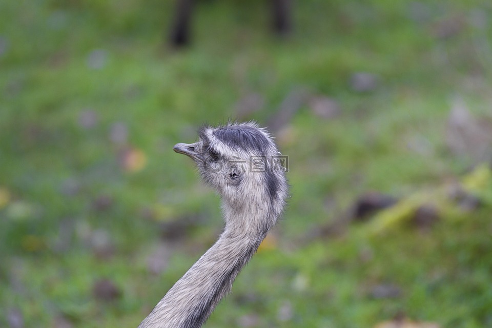 鴕鳥(niǎo),涯 鳥(niǎo),種不會(huì)飛的鳥(niǎo)