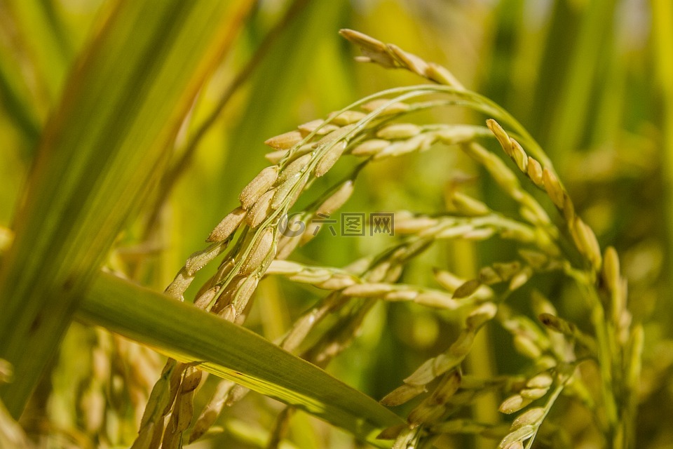 植物區(qū)系,增長(zhǎng),谷類